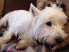 Moti (now Bilbo)