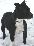 Beau