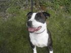 Denzil