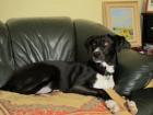 Fawkes (now Buddy)