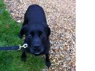 Pip - Reserved