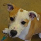 Roxy 