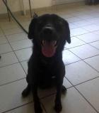 TESS