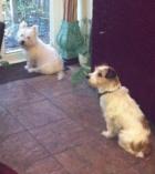 Spot (now Monte)