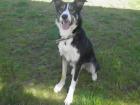Molly