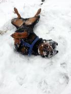 Rolo