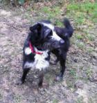 Alfie