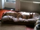 Honey (now Kipper)