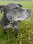 Lulu (now Lola)