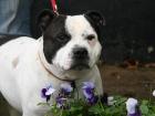 Simba