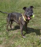 OSSIE Breed Unknown | Noah's Dogs