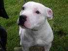 Samson