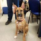 Jessica