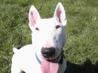 Maisy