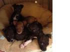 Puppies