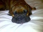Whisky (now Reggie)