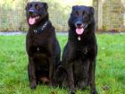 Casper And Lucky