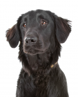 Flat Coated Retriever dog breed information | Noah's Dogs