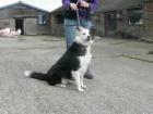 Saffie