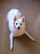 Atka