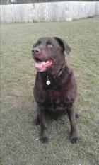 Harvey