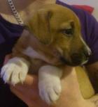 Hughie