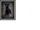 Luther