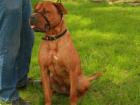 Scrappy