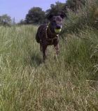 OSSIE Breed Unknown | Noah's Dogs