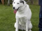 Suki