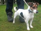 Alfie