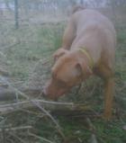 JAKE