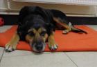 Sheba