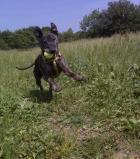 OSSIE Breed Unknown | Noah's Dogs