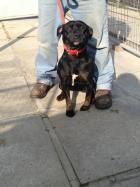 Roxy