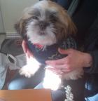 Bertie