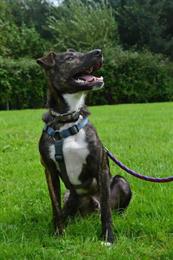 Russell