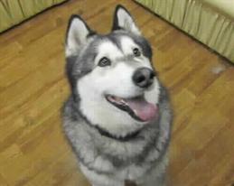 Meeki