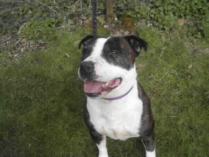 Denzil