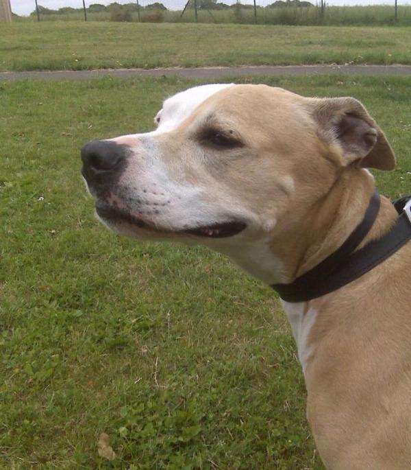 PHOEBE