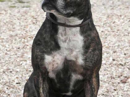 Tyson