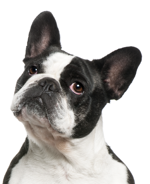 French Bulldog dog breed information | Noah's Dogs