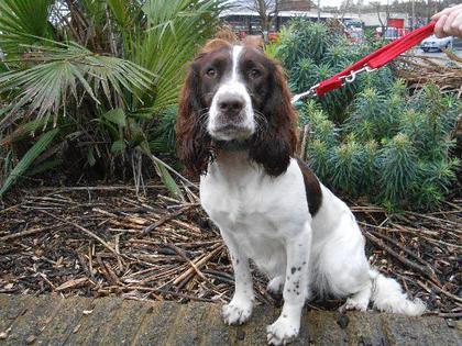 Toffee