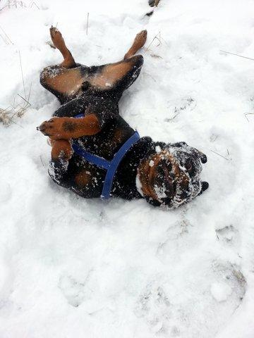 Rolo