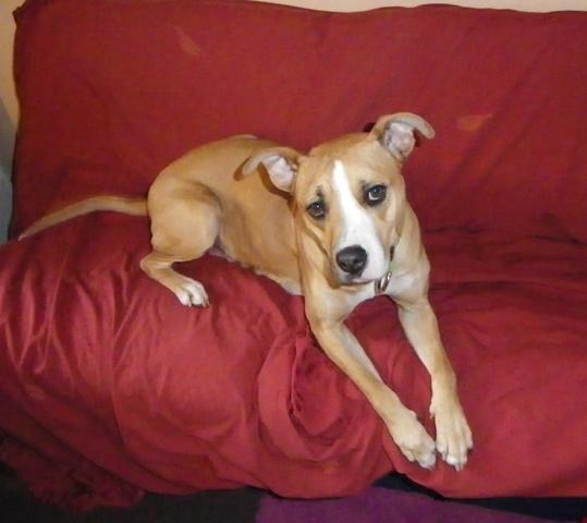 Cara