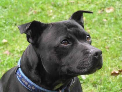 Gemma