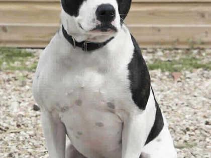Buster
