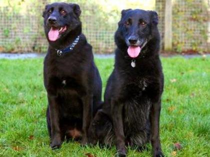 Casper And Lucky