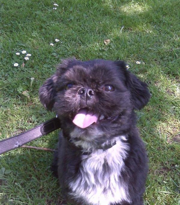 GIZMO
