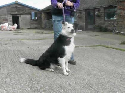 Saffie